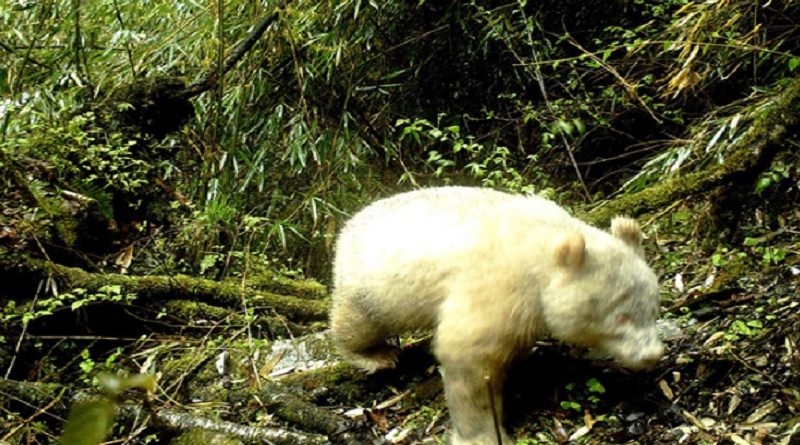 Albino Panda