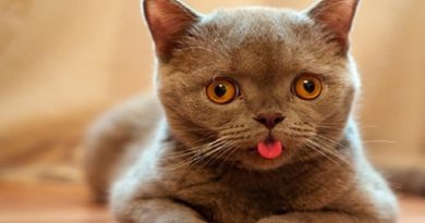 Cat Tongue