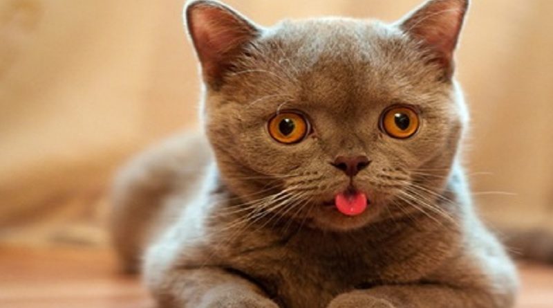 Cat Tongue