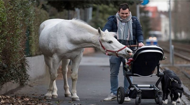 Horse Walk