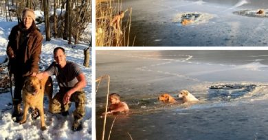 Lake Dogs