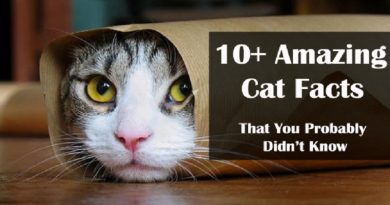 Cat Facts