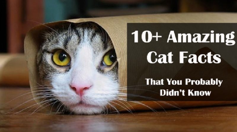 Cat Facts