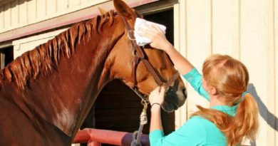 HORSE STALL