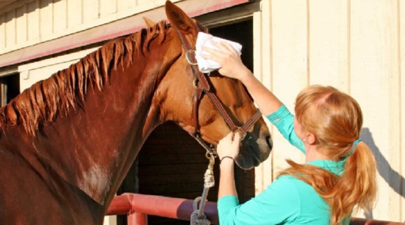 HORSE STALL