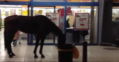 Horses Supermarket