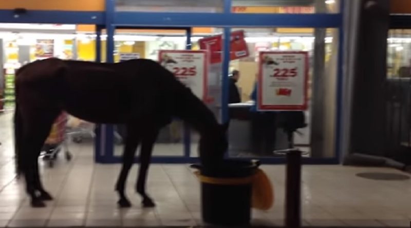 Horses Supermarket