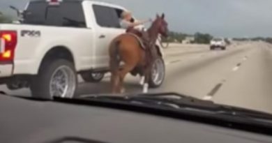 Horse Highway