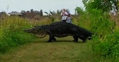 Camera Alligator