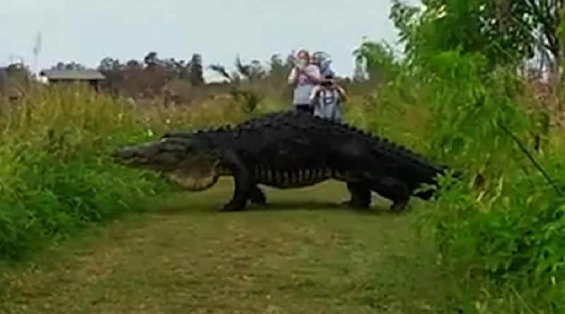 Camera Alligator