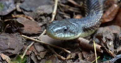 Rat Snake