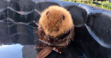 Baby Beaver