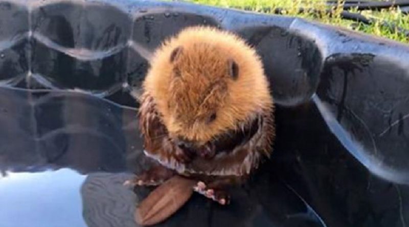 Baby Beaver