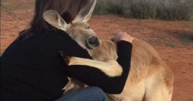 Kangaroo Gratitude