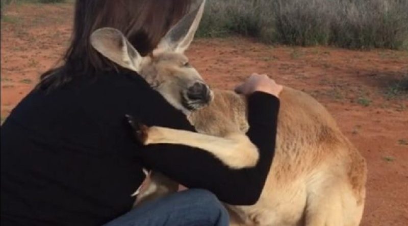 Kangaroo Gratitude