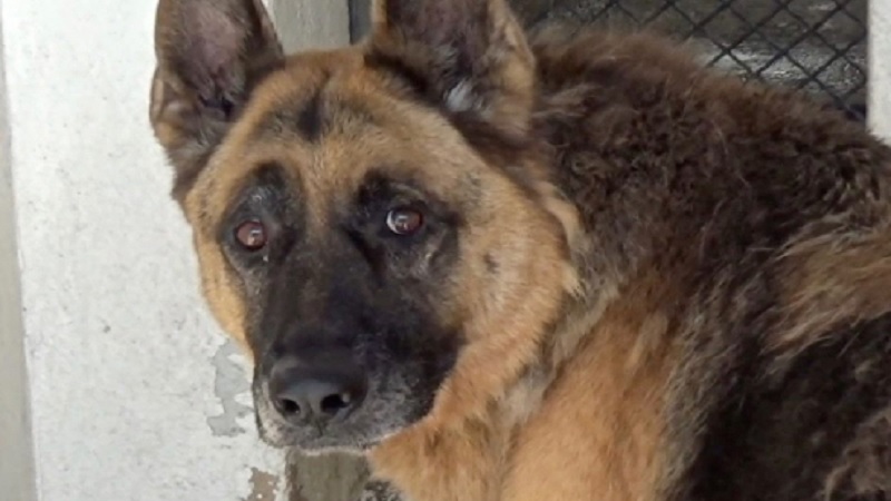 Abused And Dumped German Shepherd Rescued By Police (VIDEO)