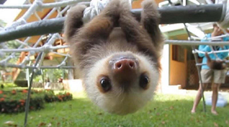 Baby Sloths