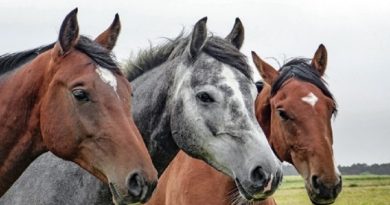 Practice Horses