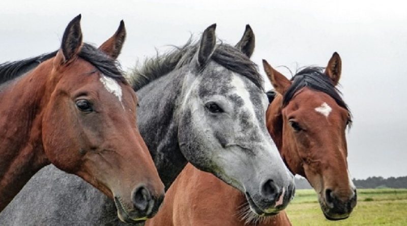 Practice Horses