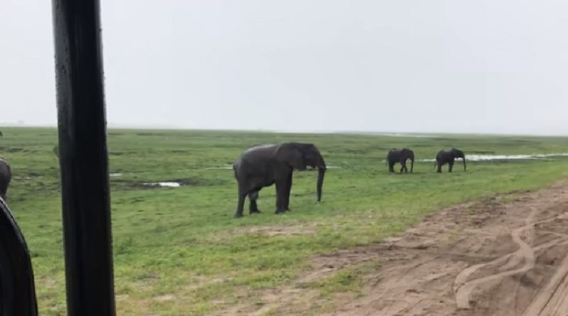 Elephant Safari