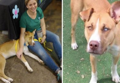 Owner Is Brought To Tears After Seeing What Her Dog Does After She ...