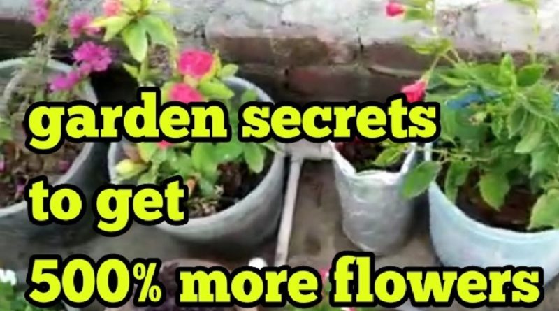 GARDEN SECRETS