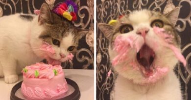 Cat Birthday