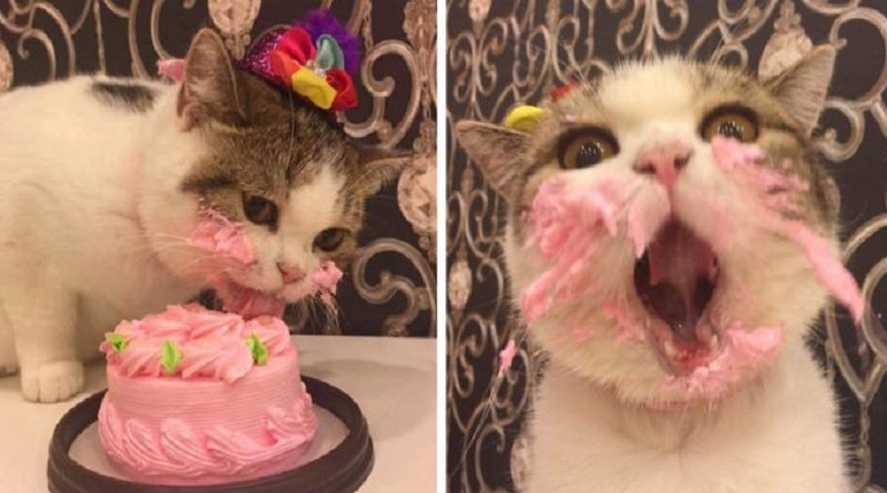 Cat Birthday