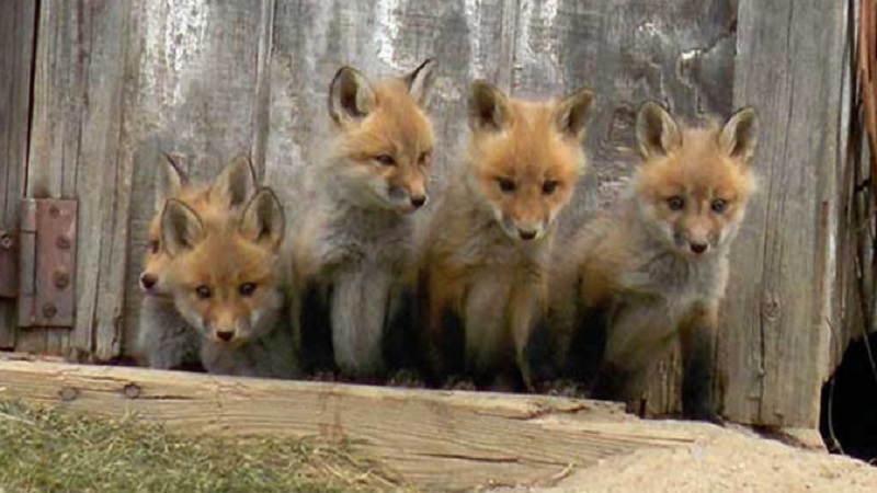 Family Foxes