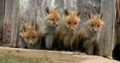 Family Foxes