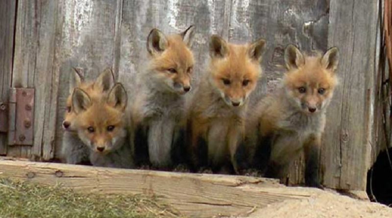 Family Foxes