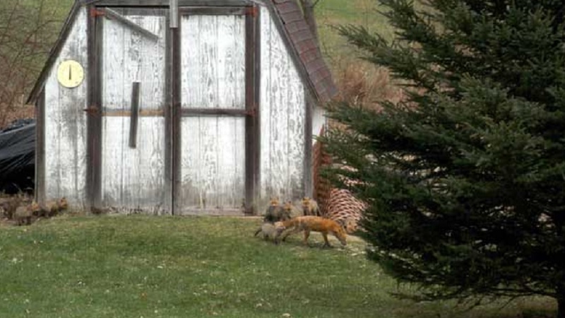 Family Foxes