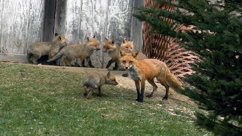 Family Foxes