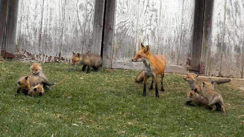 Family Foxes