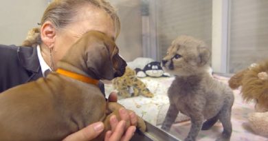 Cheetah Cub