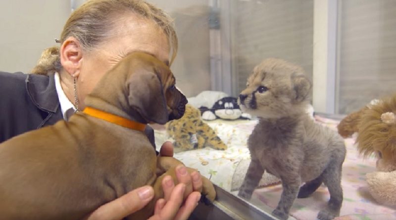 Cheetah Cub