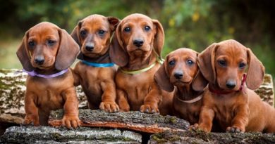 Dachshund Dogs