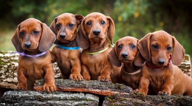 Dachshund Dogs