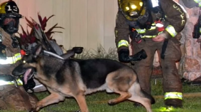 Heroic German Shepherd