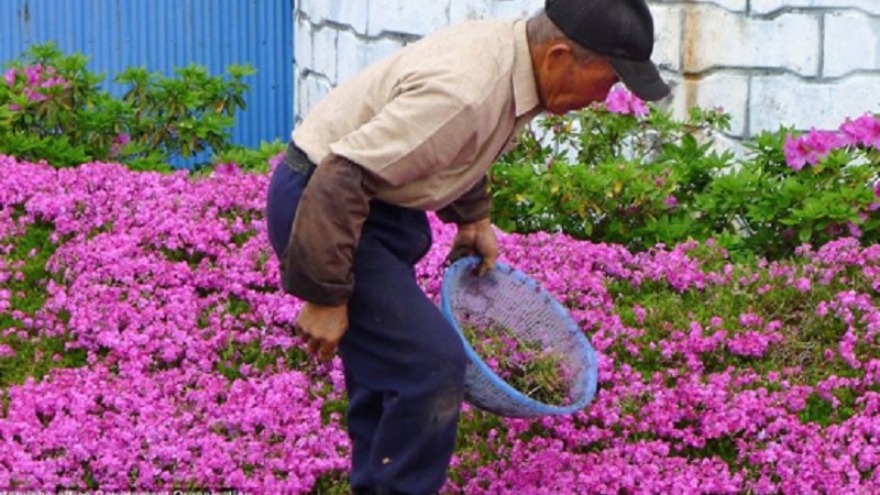 Flowers Blind Wife 