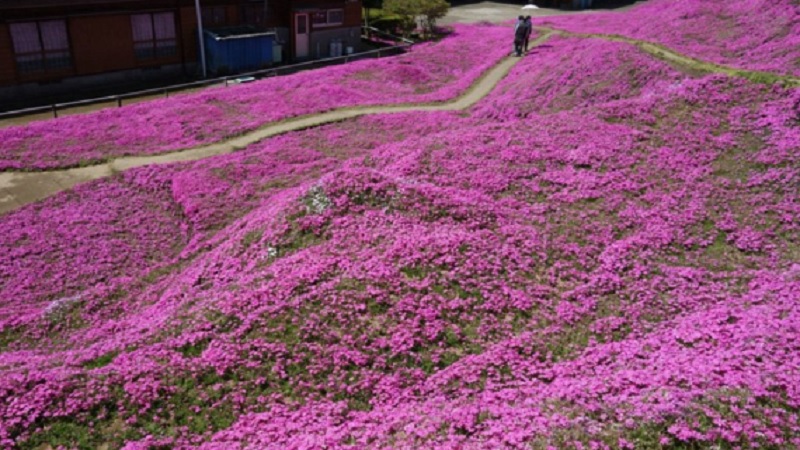 Flowers Blind Wife 