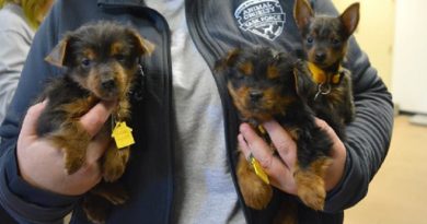 Yorkies Rescued