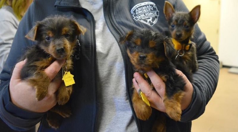 Yorkies Rescued