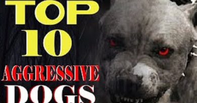 Aggressive Dogs