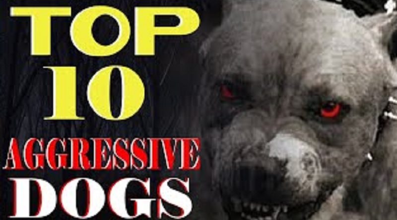 Aggressive Dogs