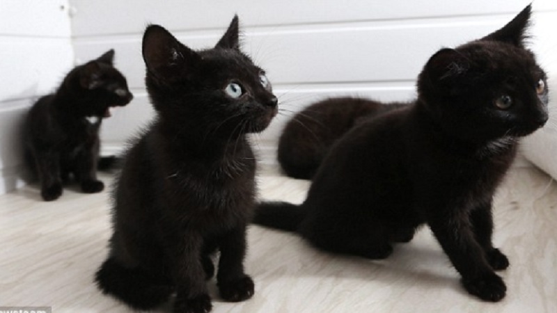 Black Cats