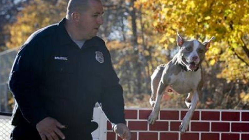 Police Dogs