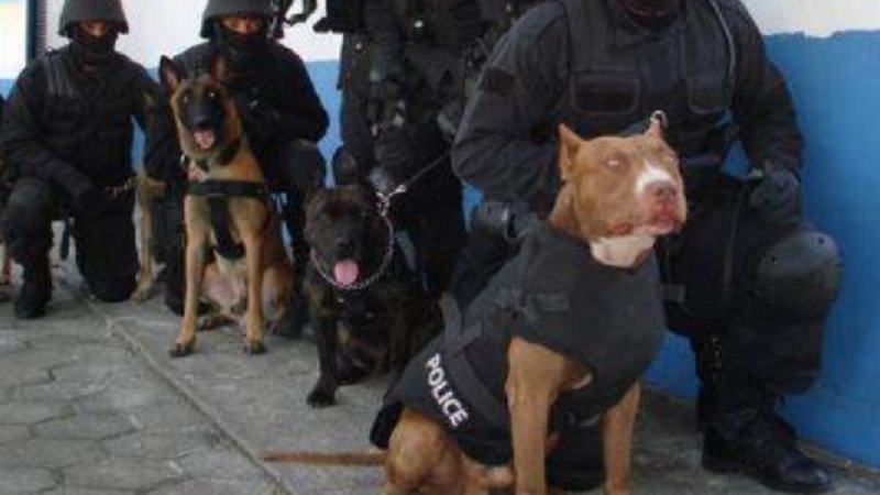 Police Dogs