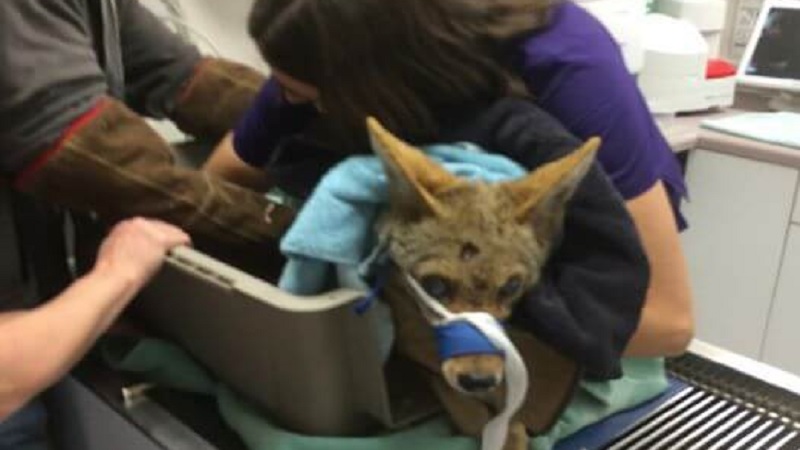  Dehydrated Coyote