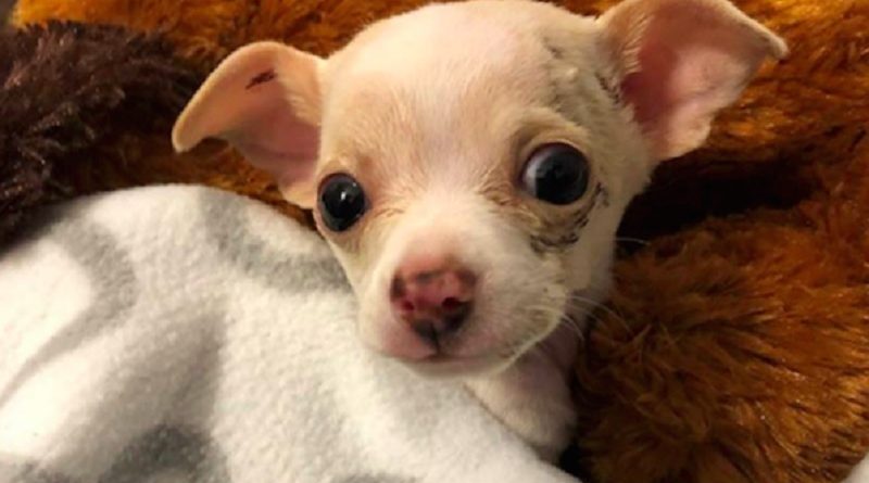 Puppy Survives Hawk